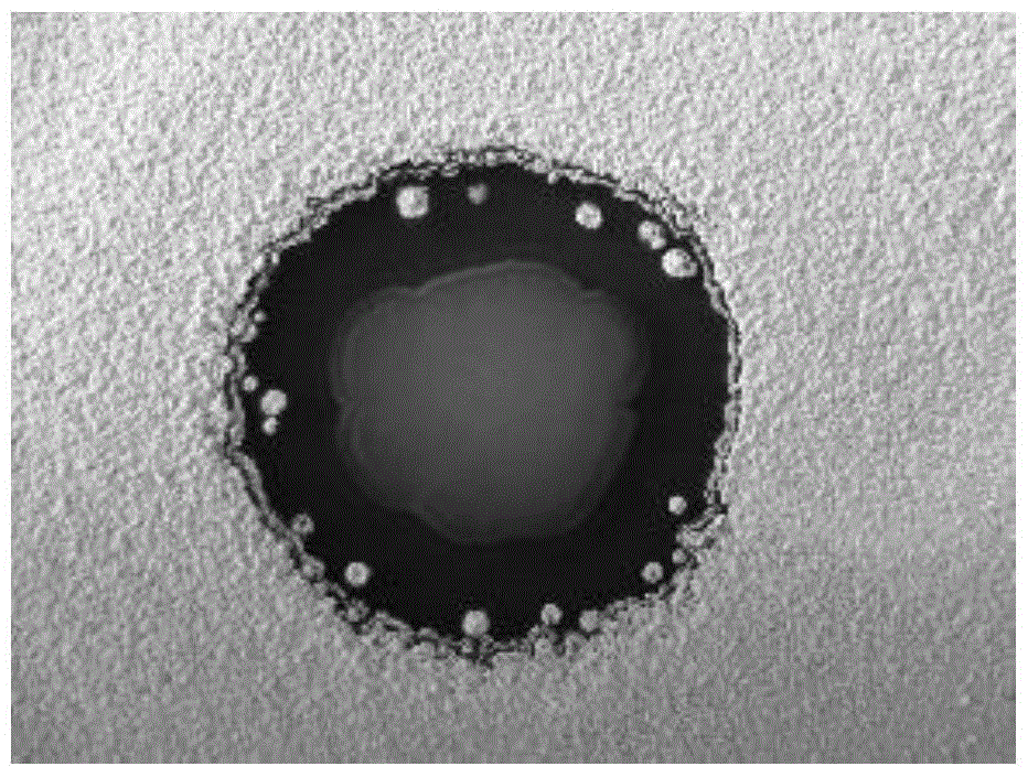 A kind of Bacillus amyloliquefaciens and its application in controlling earthy odor in liquor