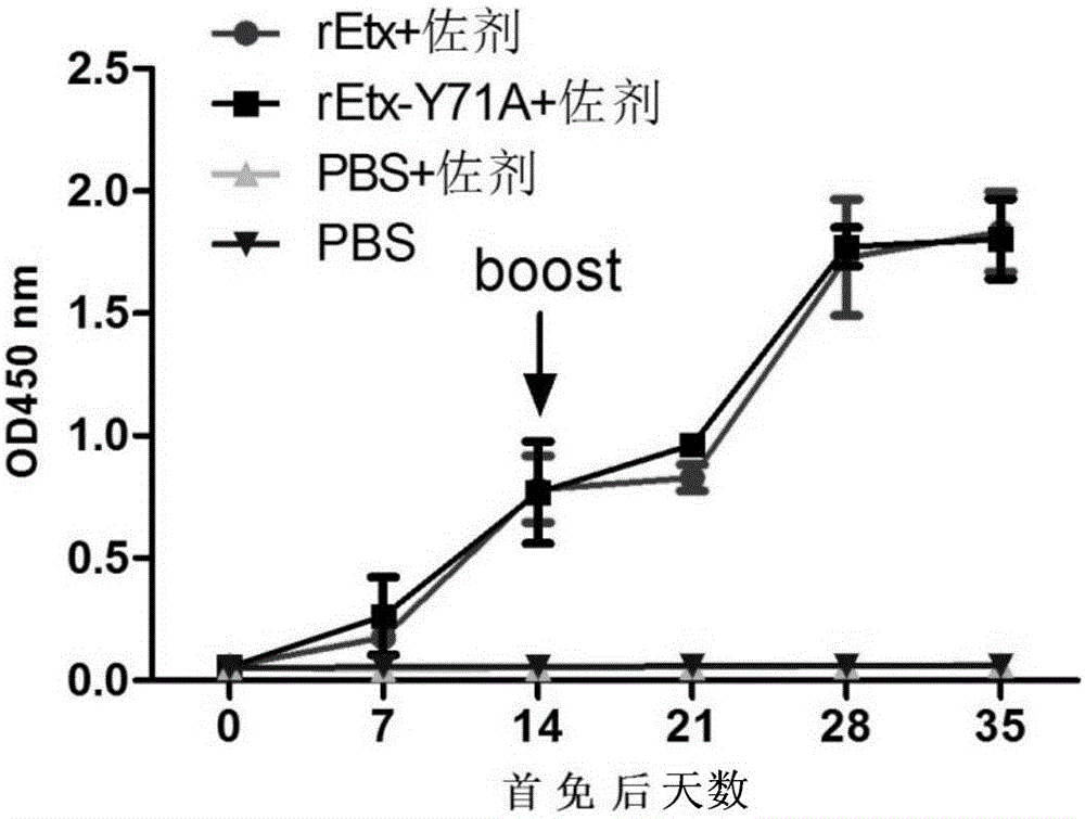 Clostridium perfringens epsilon toxin attenuated mutant and its application