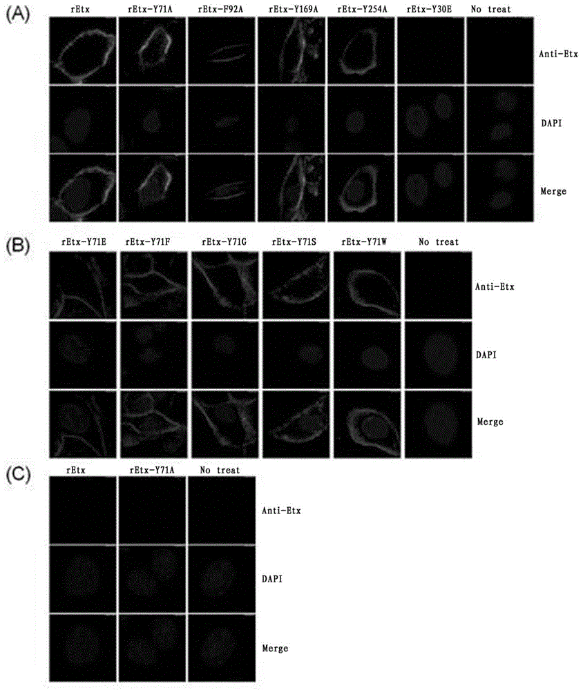 Clostridium perfringens epsilon toxin attenuated mutant and its application