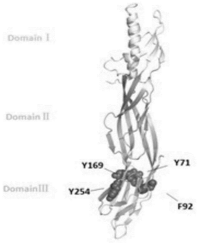 Clostridium perfringens epsilon toxin attenuated mutant and its application