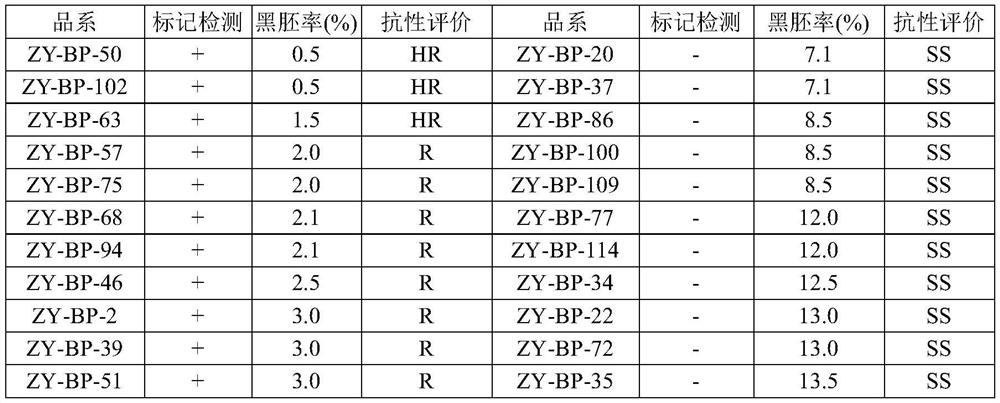 Molecular marker closely linked with wheat bipolaris sorokiniana black point resistant QTL and application of molecular marker