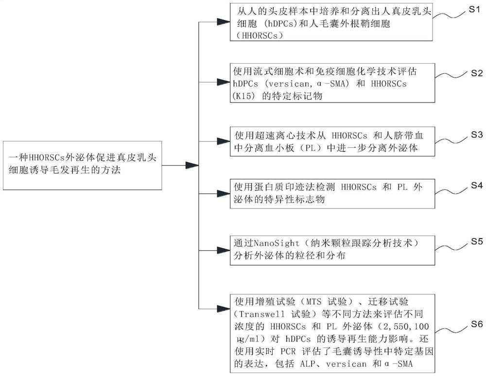 Method for promoting dermal papilla cells to induce hair regeneration through HHORSCs exosome