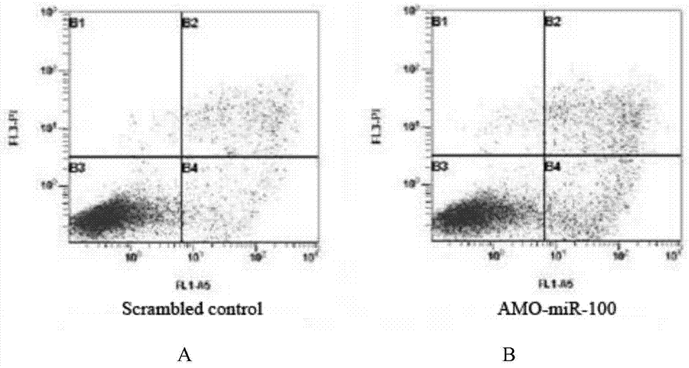 Application of miR-100 inhibitor in preparation of medicine for treating breast cancer