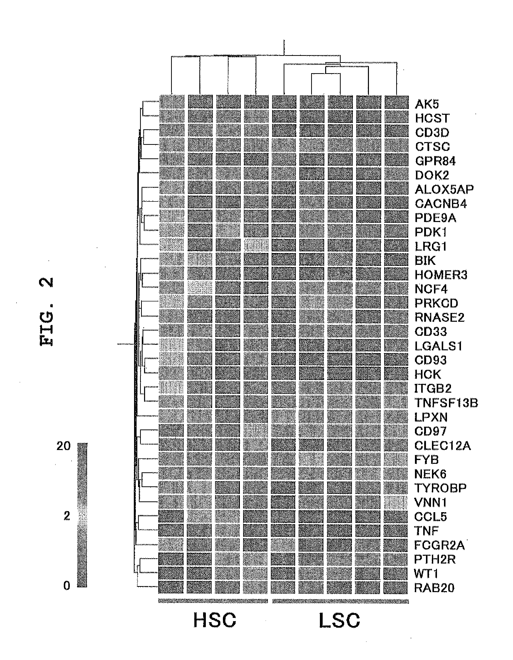 Leukemia stem cell markers