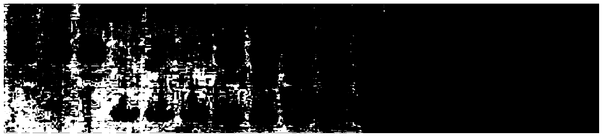 Microsatellite primers, kit and identification method for identifying tridacna crocea, tridacna squamosa and hybrid first filial generations of tridacna crocea and tridacna squamosa