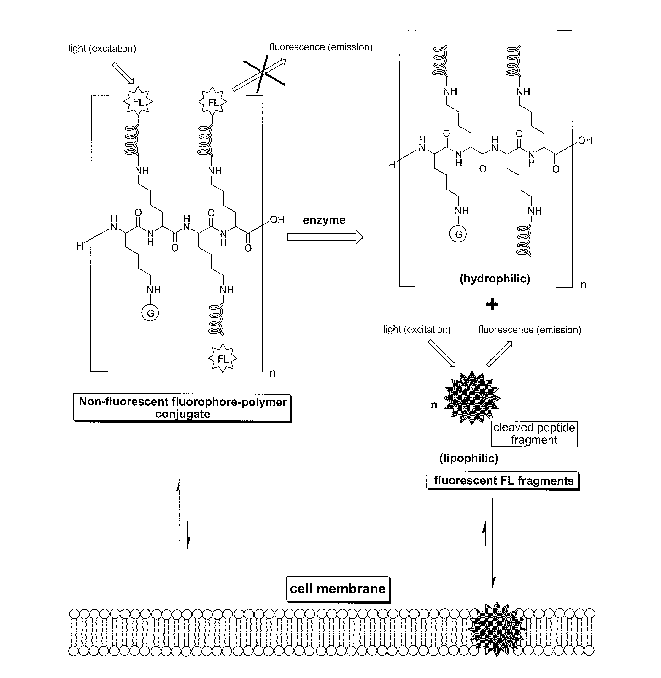 Compounds for fluorescence imaging