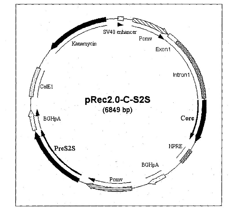 Recombinant plasmid DNA vaccine composition for treating Hepatitis B