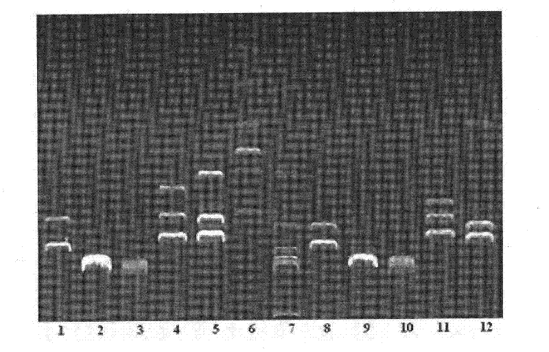 Recombinant plasmid DNA vaccine composition for treating Hepatitis B