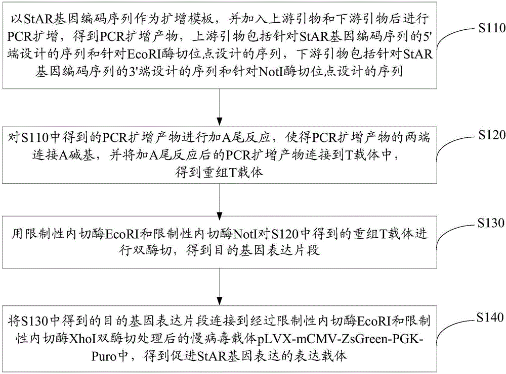 Expression vector for promoting StAR gene expression and construction method and application thereof