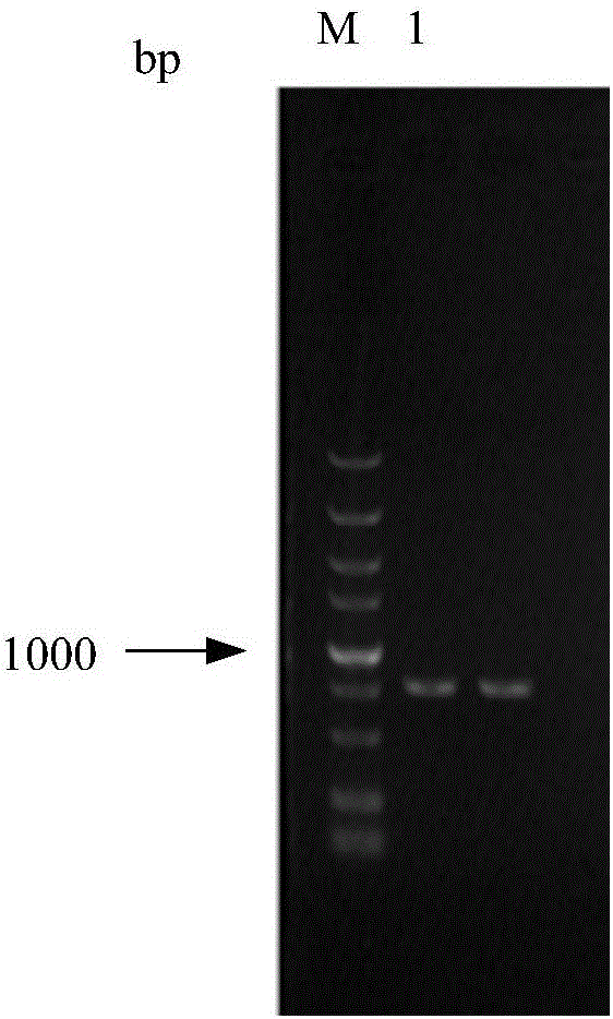 Expression vector for promoting StAR gene expression and construction method and application thereof