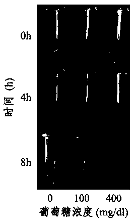 Insulin-loaded nanoparticles and application thereof