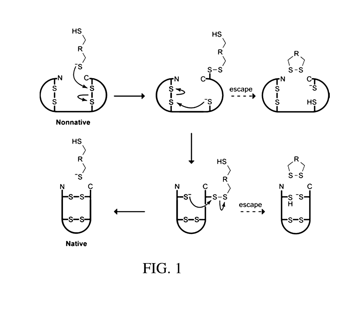 Organocatalysts of oxidative protein folding