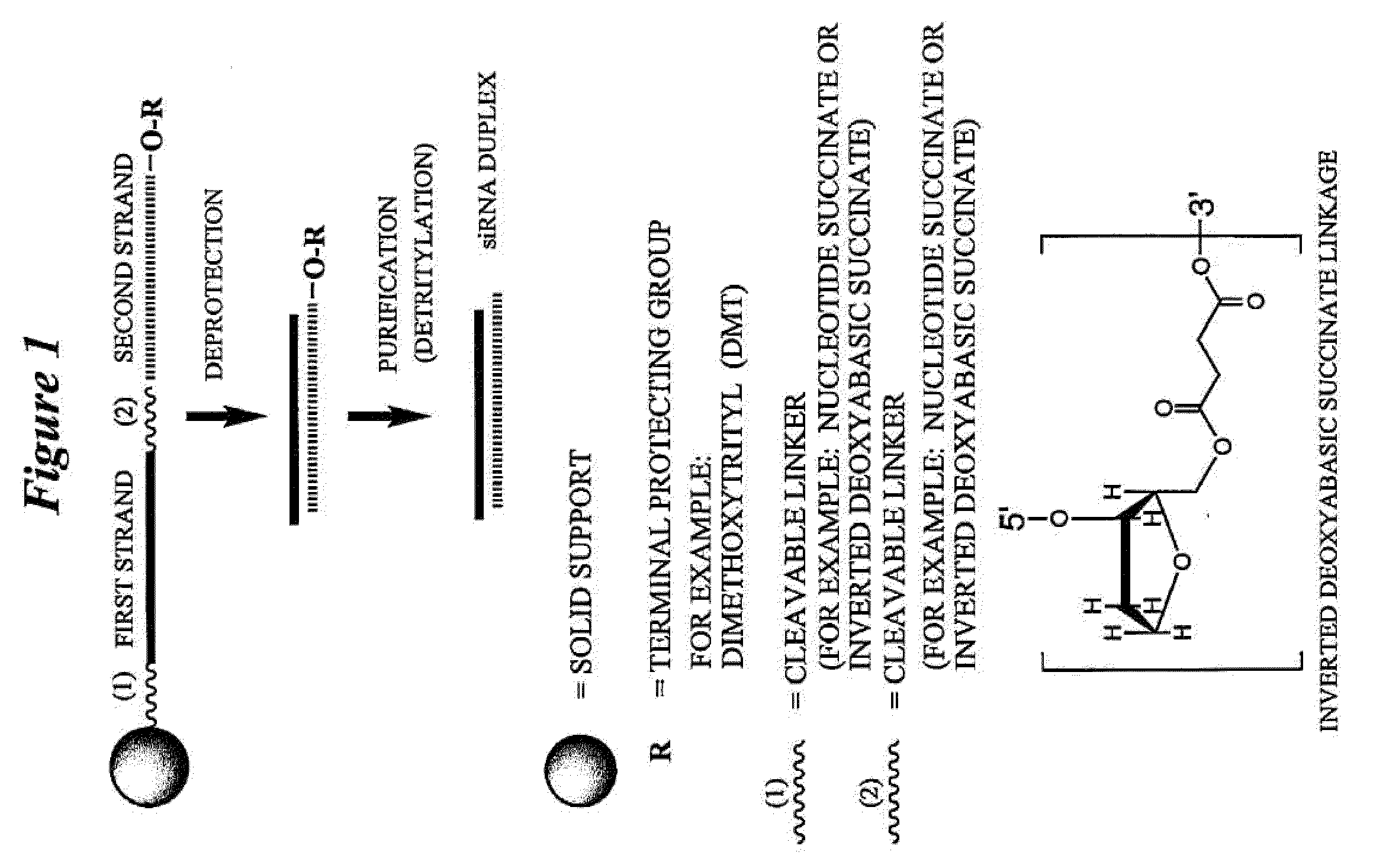 RNA interference mediated inhibition of adenosine a1 receptor (adora1) gene expression using short interfering RNA