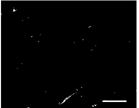 High-emulation tissue-engineered nerve repair material