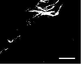 High-emulation tissue-engineered nerve repair material