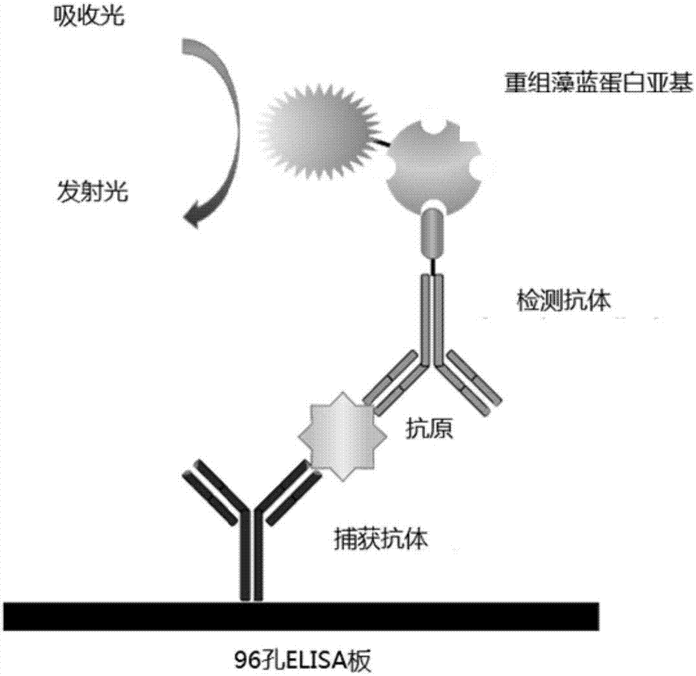 Preparation method of liver cancer early detection kit