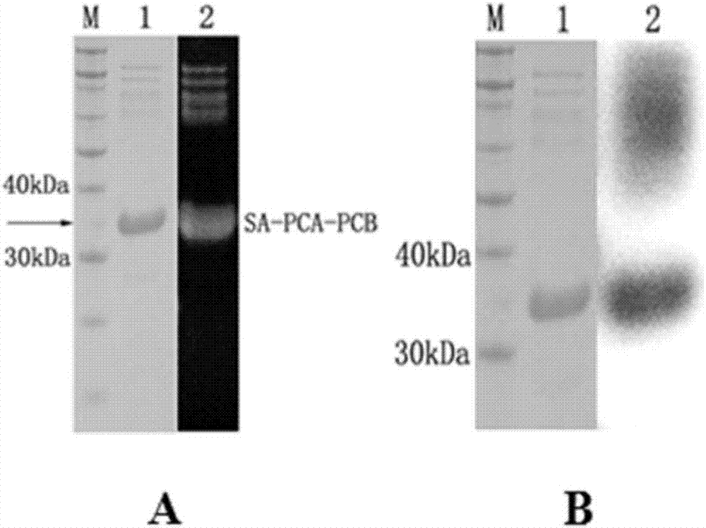 Preparation method of liver cancer early detection kit