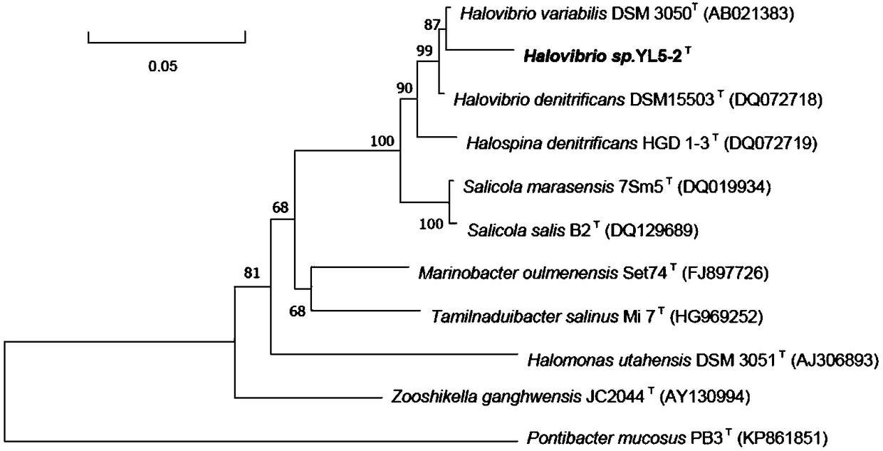 Microbial agent containing halophilic denitrifying bacteria YL5-2 and application of microbial agent