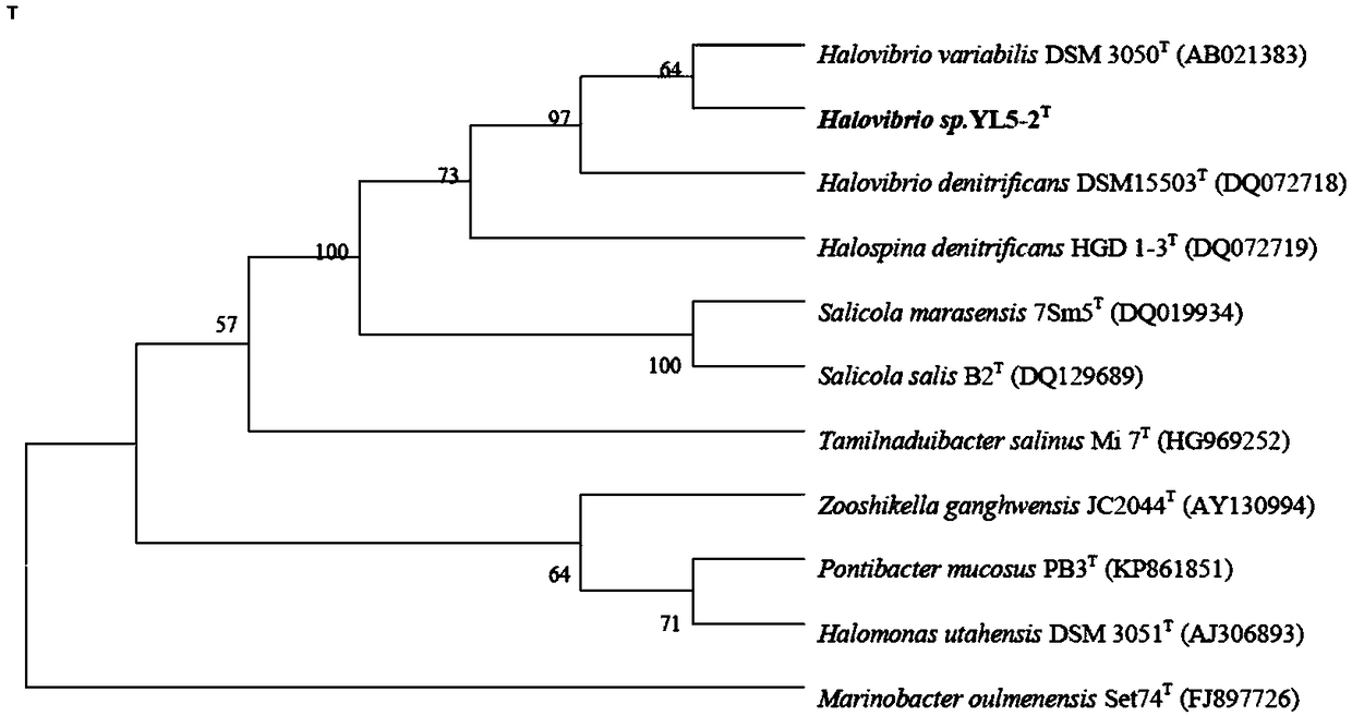 Microbial agent containing halophilic denitrifying bacteria YL5-2 and application of microbial agent