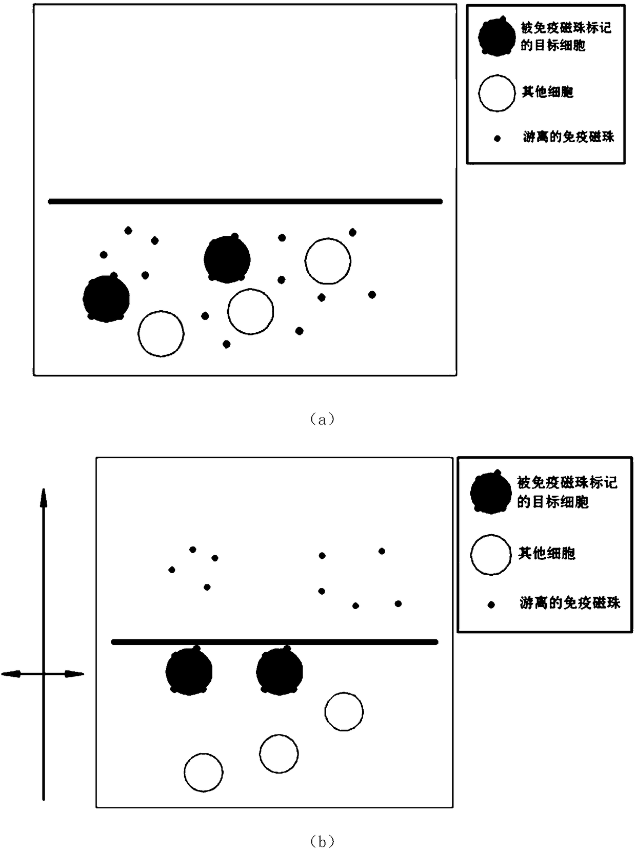 Immunomagnetic bead labeling-based SERS sorting method