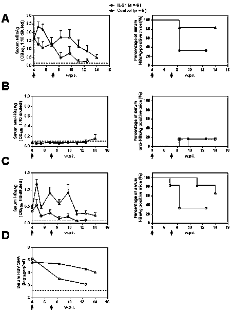 Application of interleukin 21 (IL-21) in preparation of anti-hepatitis B virus (HBV) medicine preparations