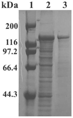 Thermophilic recombinant II type pullulanase and application thereof