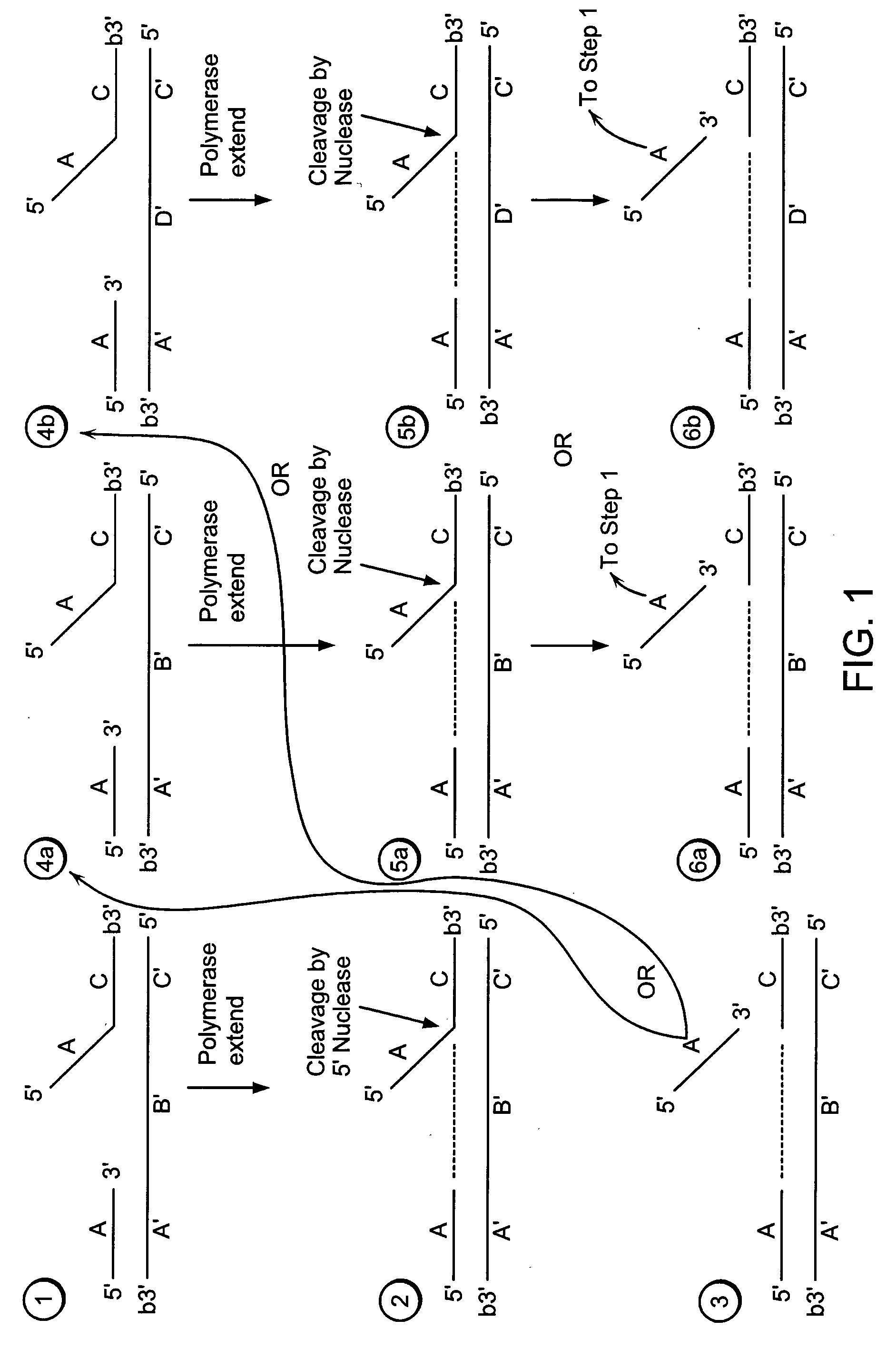 Methods for detection of a nucleic acid by sequential amplification