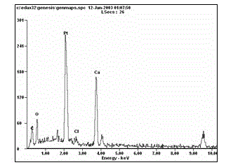 Tailing sand biological prefabricated product and preparation method thereof