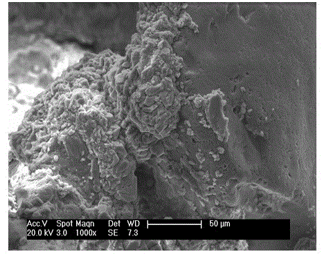 Tailing sand biological prefabricated product and preparation method thereof