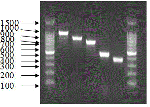 Proteusbacillus vulgaris multi-serotype strain specific primer and multiple polymerase chain reaction (PCR) detection method