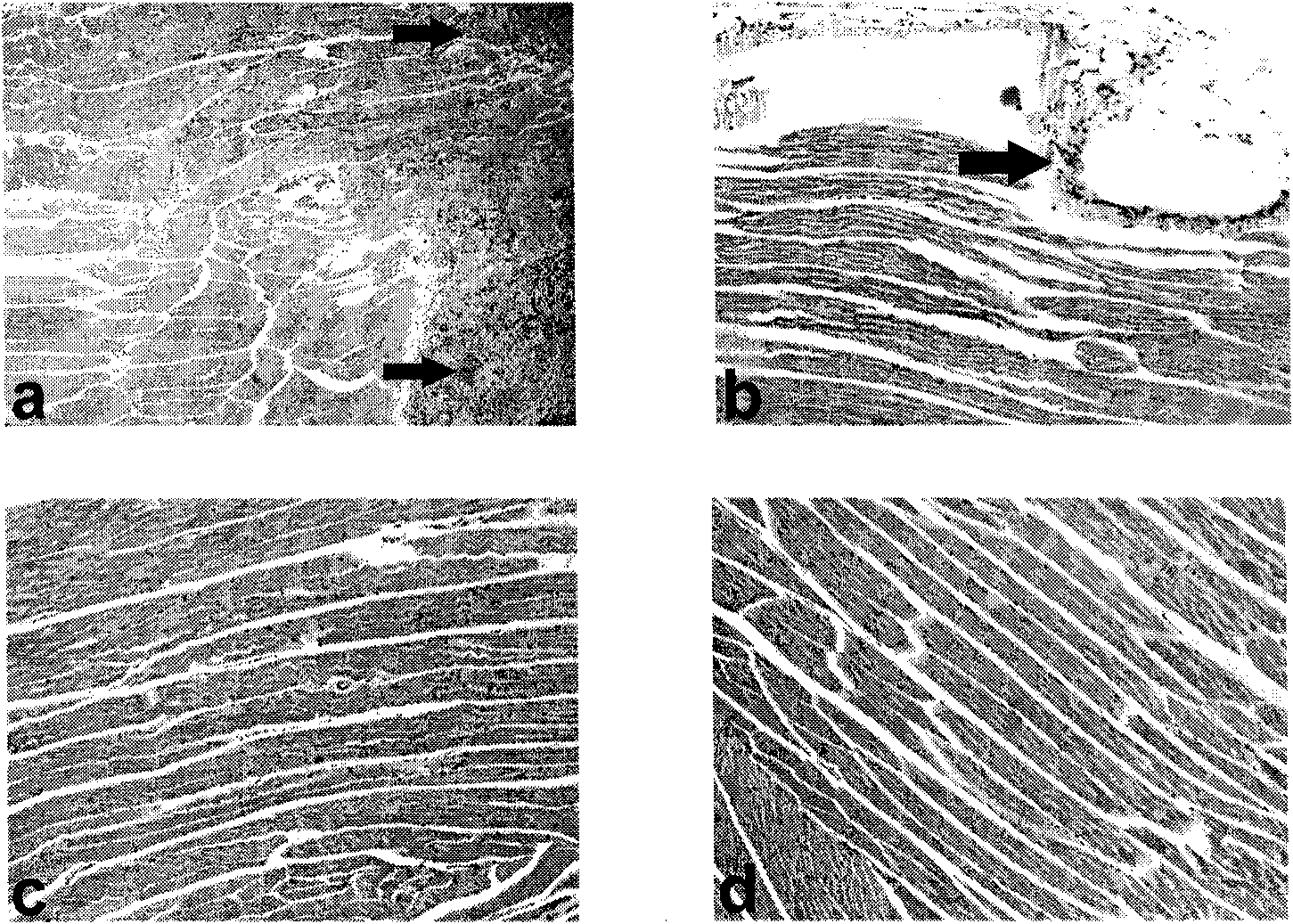 Temperature sensitive chitosan preparation and preparation and application thereof