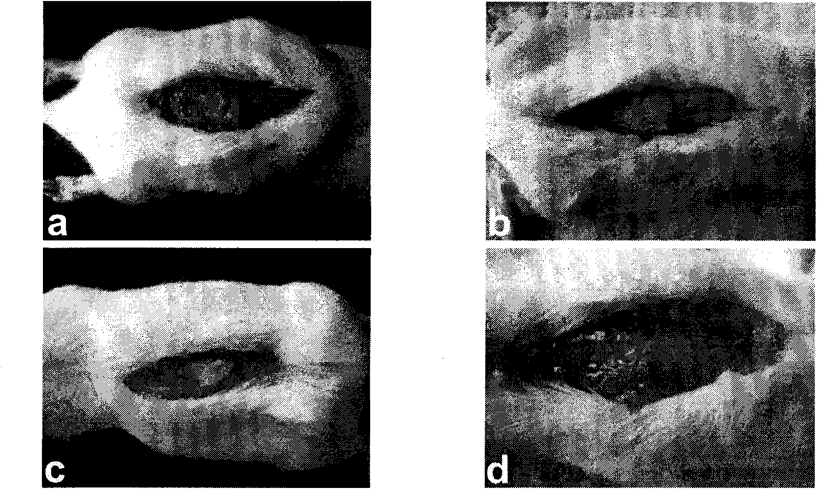 Temperature sensitive chitosan preparation and preparation and application thereof