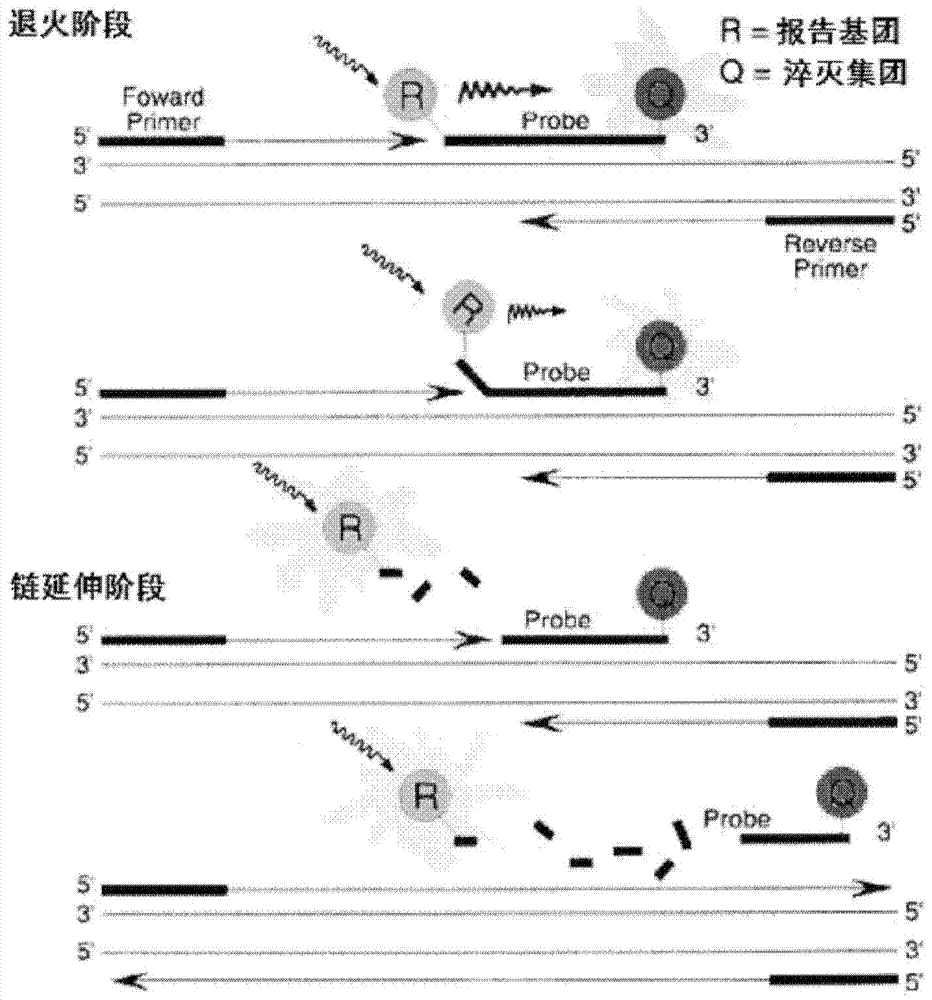 Bovine viral diarrhea virus (BVDV) fluorescent quantitative RT-PCR (reverse transcription-polymerase chain reaction) detection kit