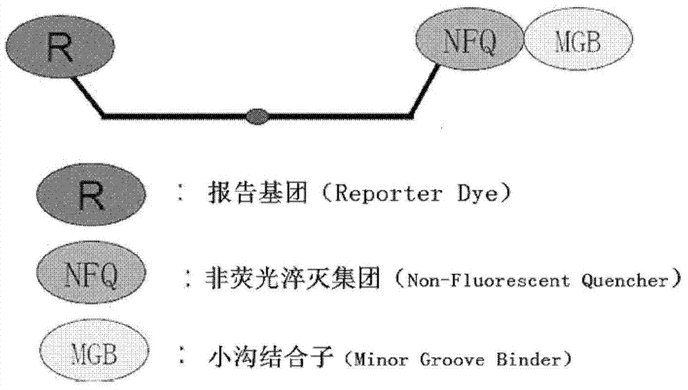 Bovine viral diarrhea virus (BVDV) fluorescent quantitative RT-PCR (reverse transcription-polymerase chain reaction) detection kit