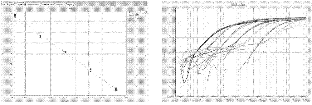 Bovine viral diarrhea virus (BVDV) fluorescent quantitative RT-PCR (reverse transcription-polymerase chain reaction) detection kit