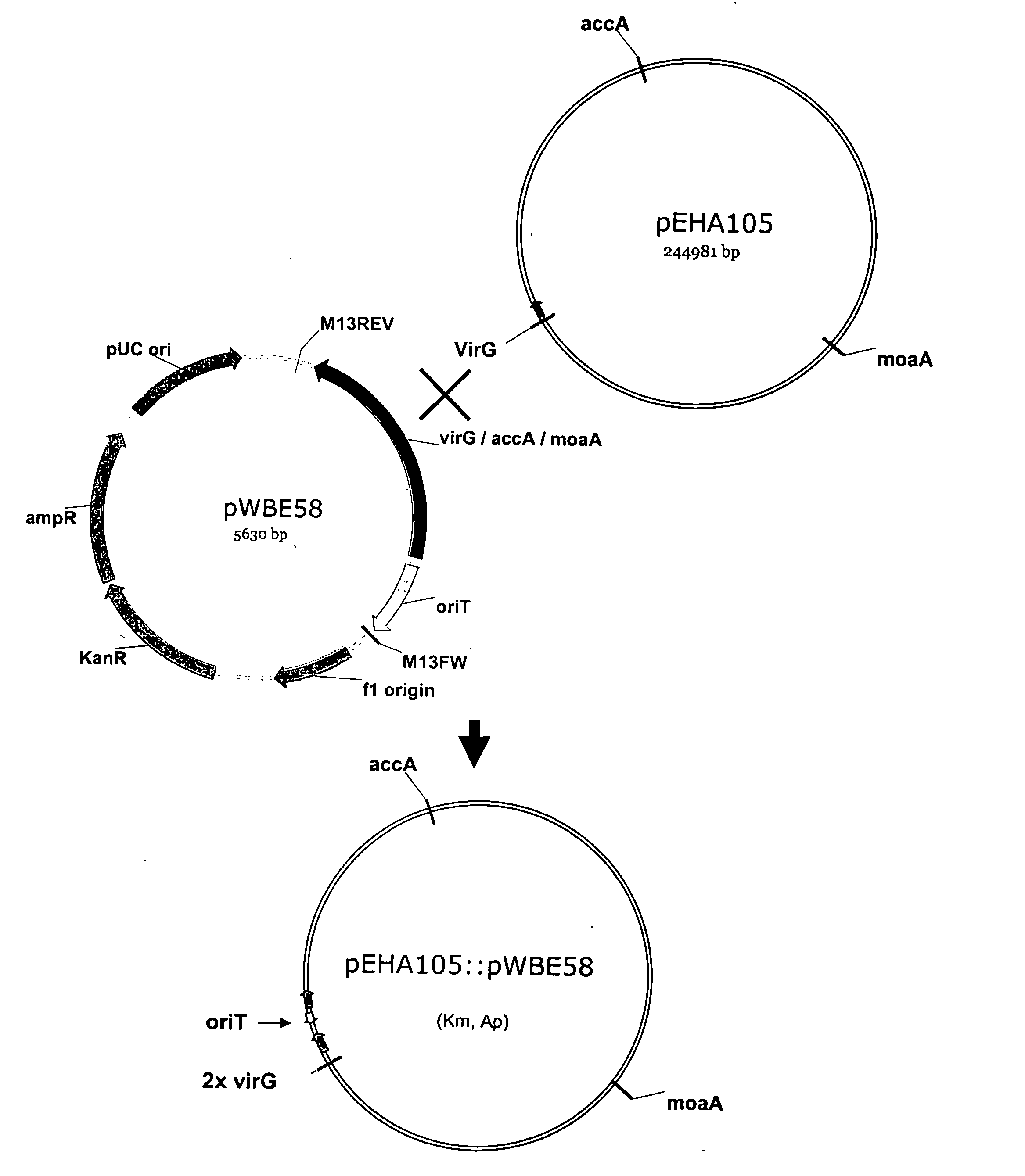 Biological gene transfer system for eukaryotic cells