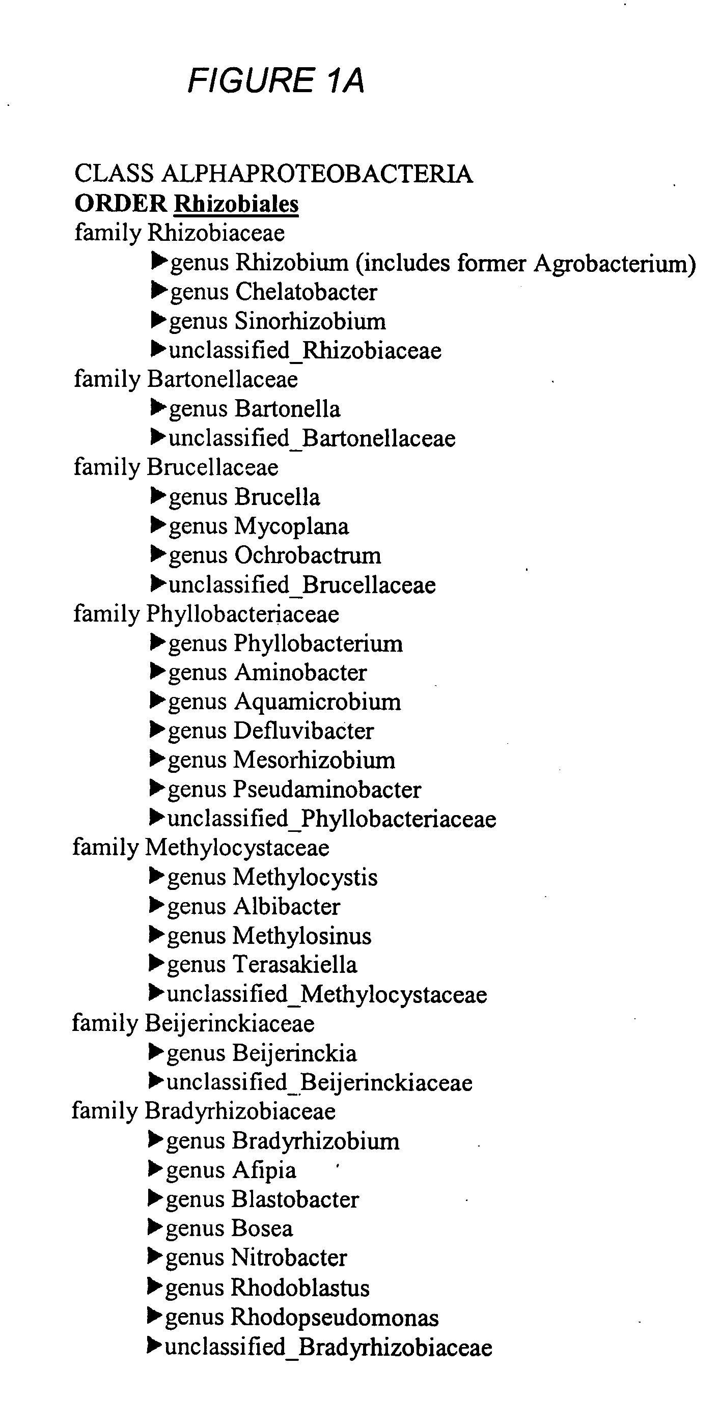 Biological gene transfer system for eukaryotic cells