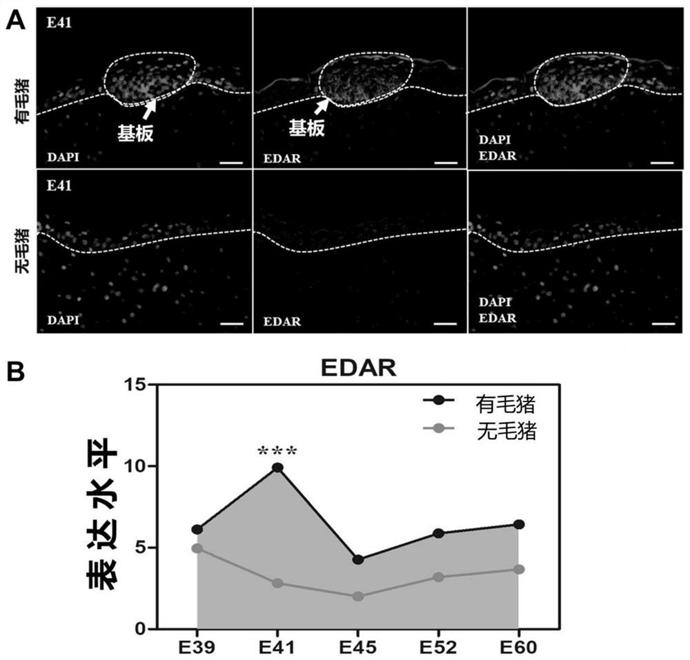 Method for detecting pig hair-free character based on EDAR gene expression quantity and application thereof