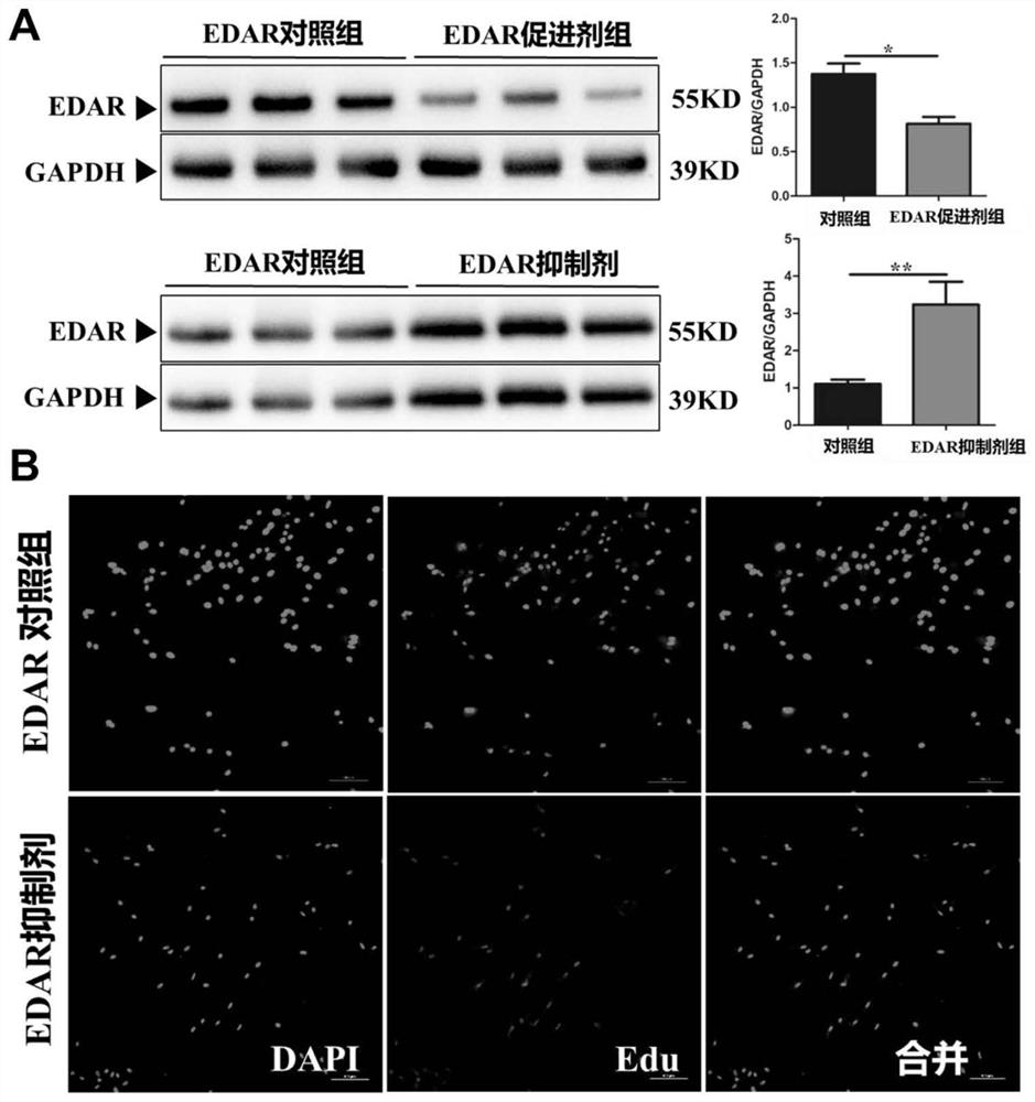 Method for detecting pig hair-free character based on EDAR gene expression quantity and application thereof