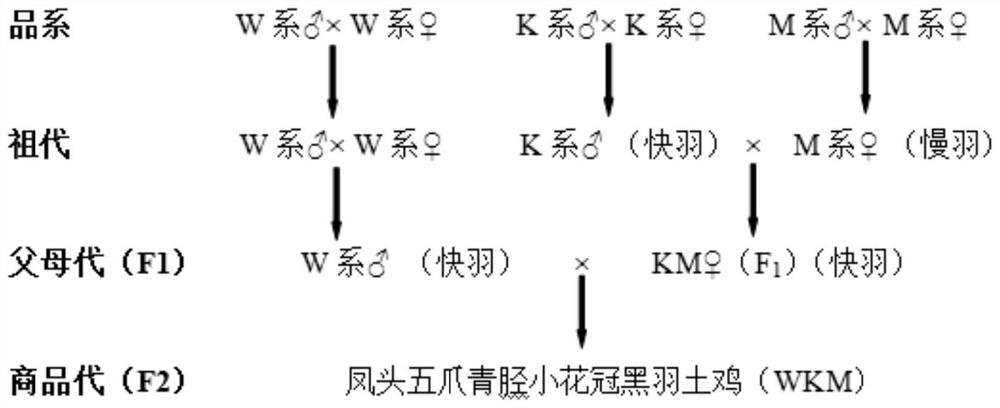 A matching breeding method for black-feathered native chicken with crested head, five-claw, green shank and small corolla