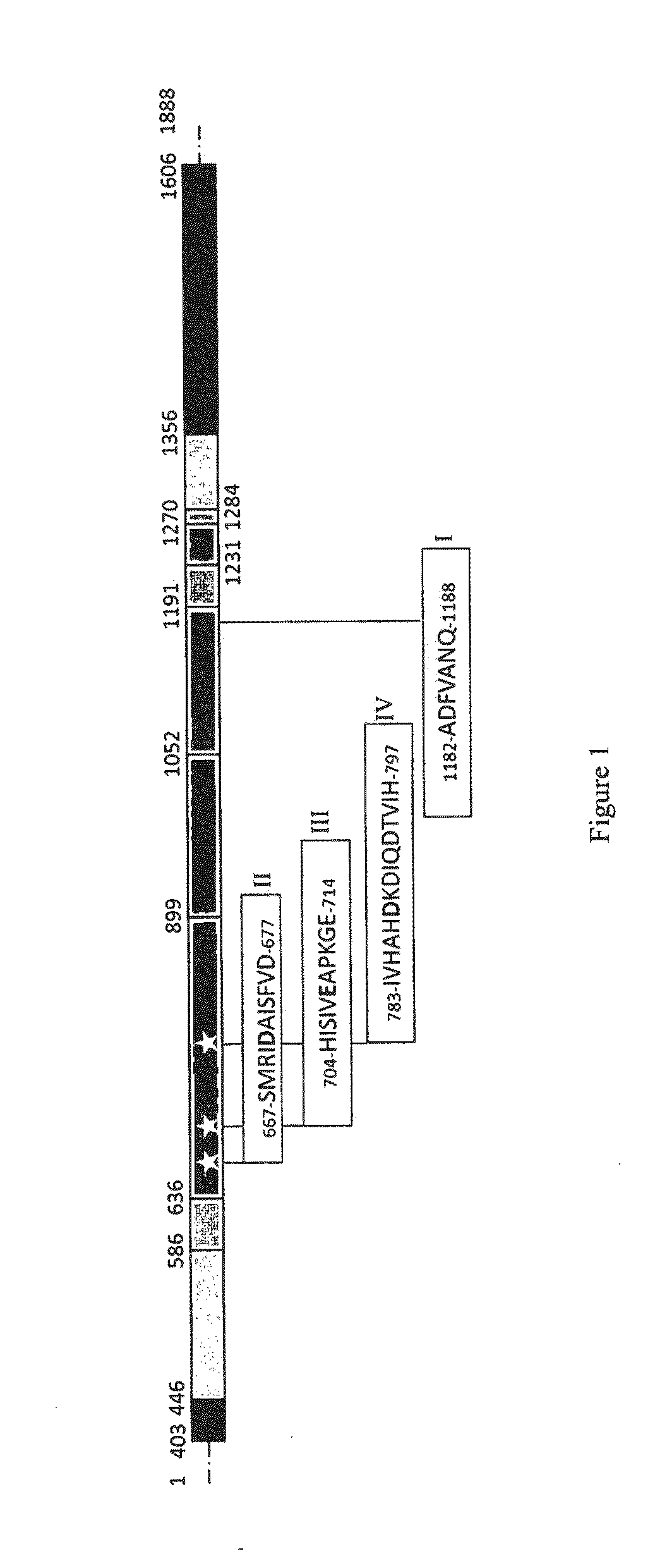 Polypeptide having the ability to form connections of glucosyl units in alpha-1,3 on an acceptor