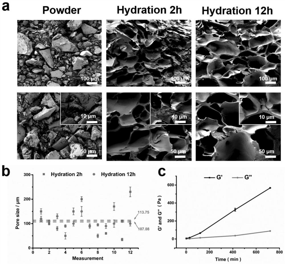 Medical adhesive capable of being used for dense connective tissues