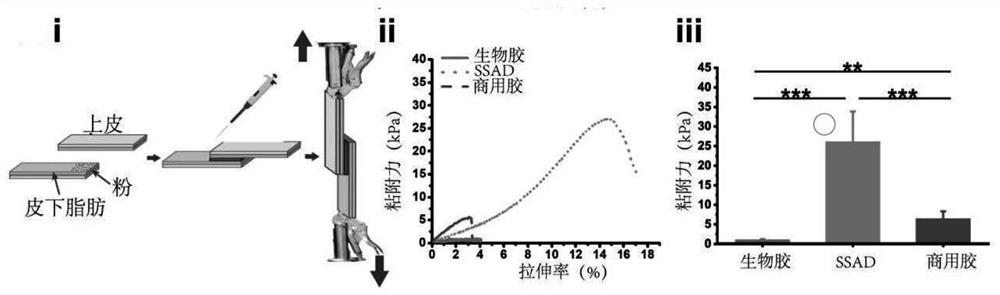 Medical adhesive capable of being used for dense connective tissues