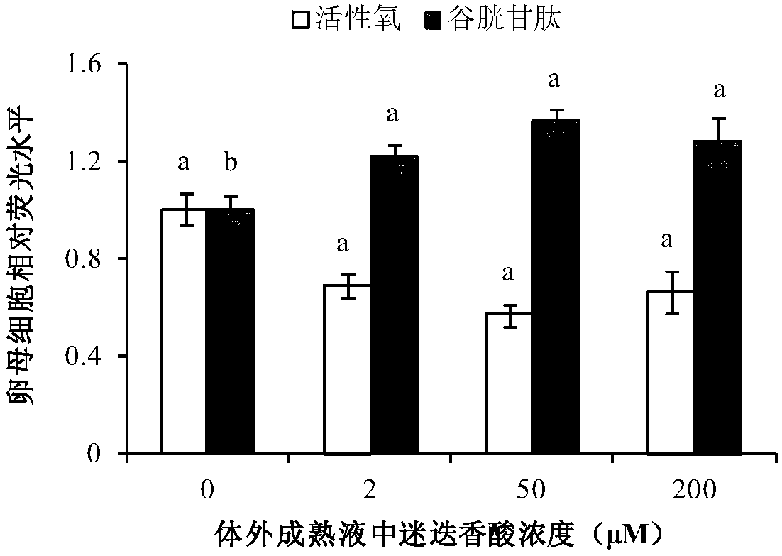 Oocyte in-vitro maturation culture solution added with rosmarinic acid and application thereof