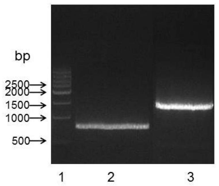 A kind of anti-human cd26 antibody and its application in detection kit