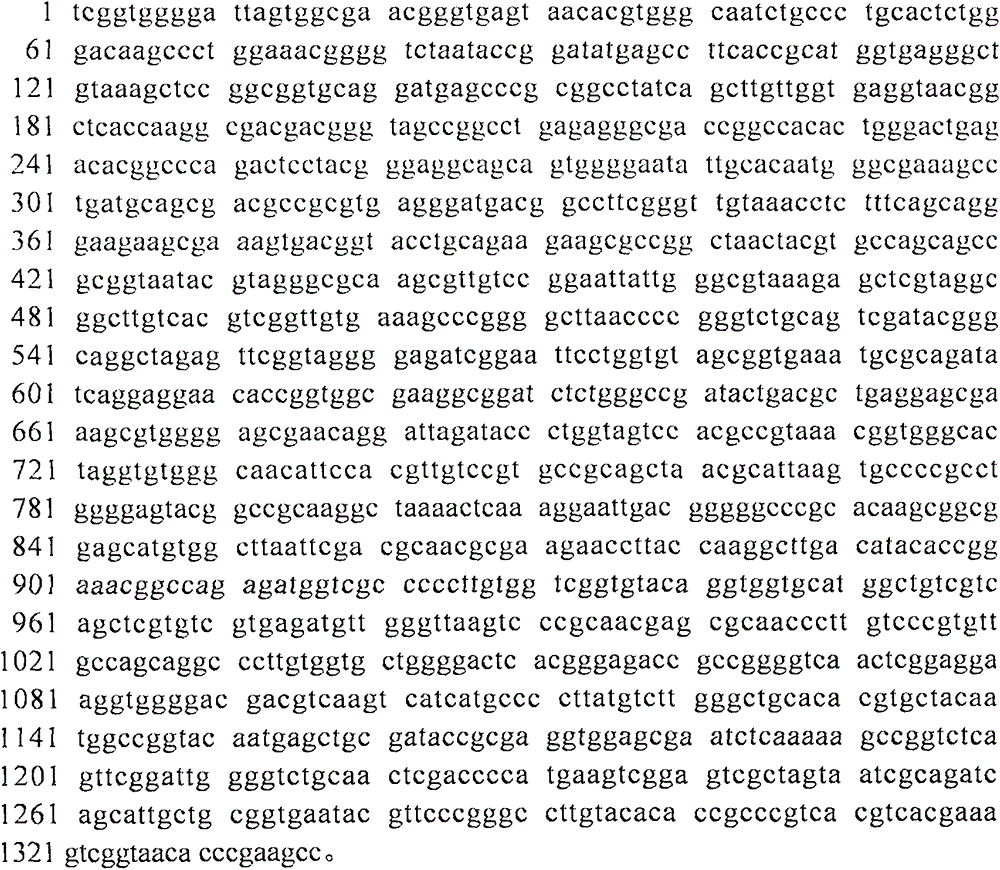 Marine actinomycete with antiviral activity and application of marine actinomycete with antiviral activity