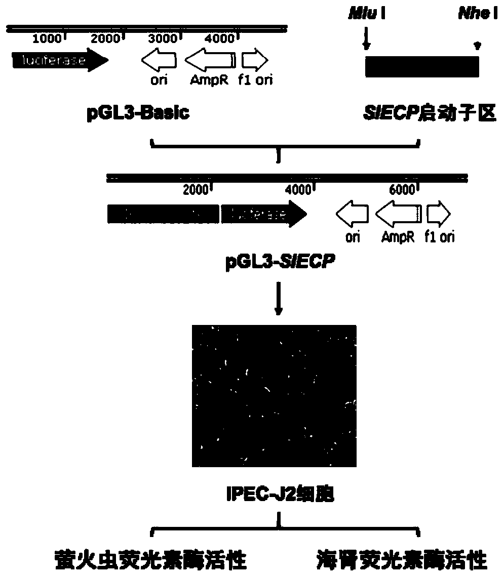 Pig intestinal epithelial cell promoter SIECP and application thereof