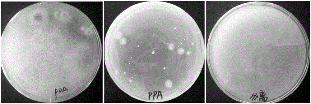 Quick separation and detection method of fusarium in sample and culture medium used by method