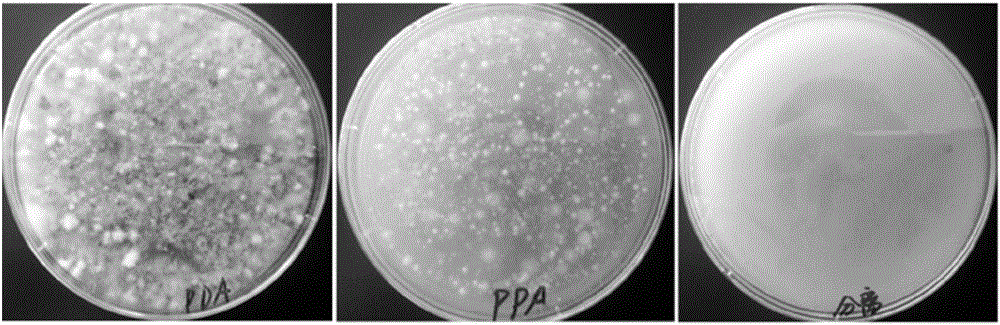 Quick separation and detection method of fusarium in sample and culture medium used by method