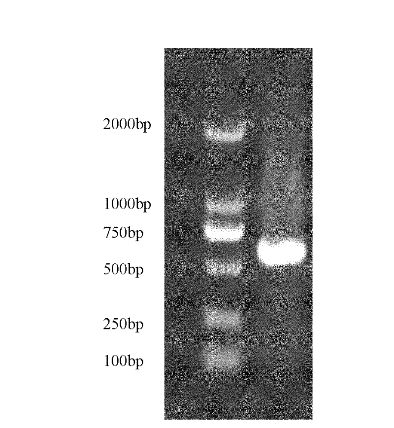 Antigen protein and encoding gene and applications thereof